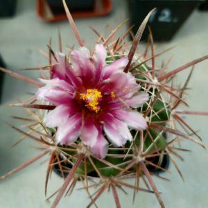 Ferocactus fordii