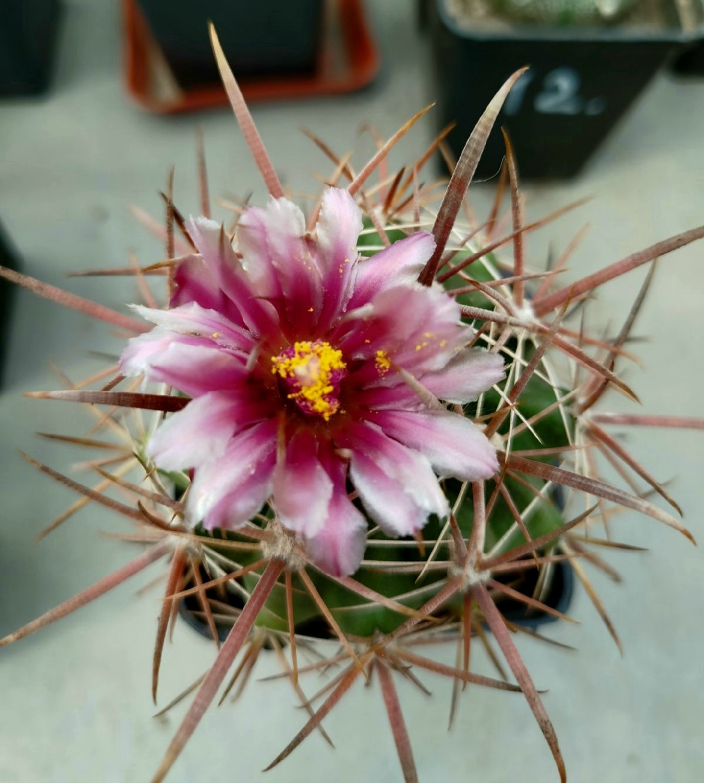Ferocactus fordii