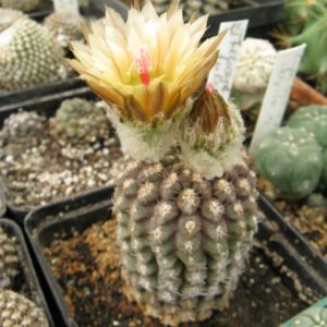 Thelocephala fulva RS1392 насіння