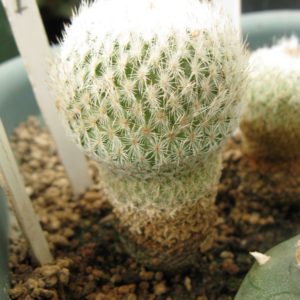 Epithelantha densispina насіння
