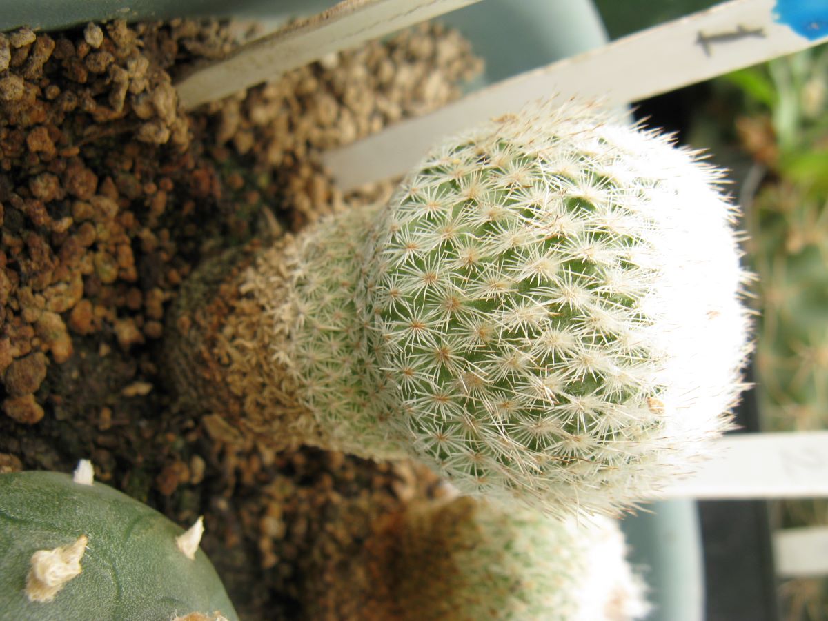 Epithelantha densispina насіння