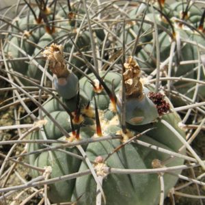 Gymnocalycium armatum VG944  насіння
