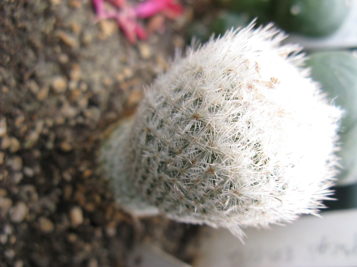 Epithelantha gregii SB1112 насіння
