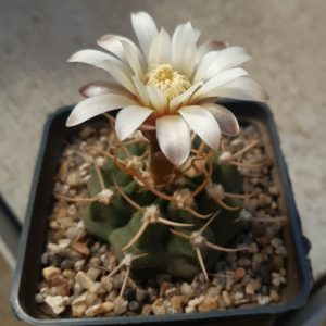 Gymnocalycium knolli