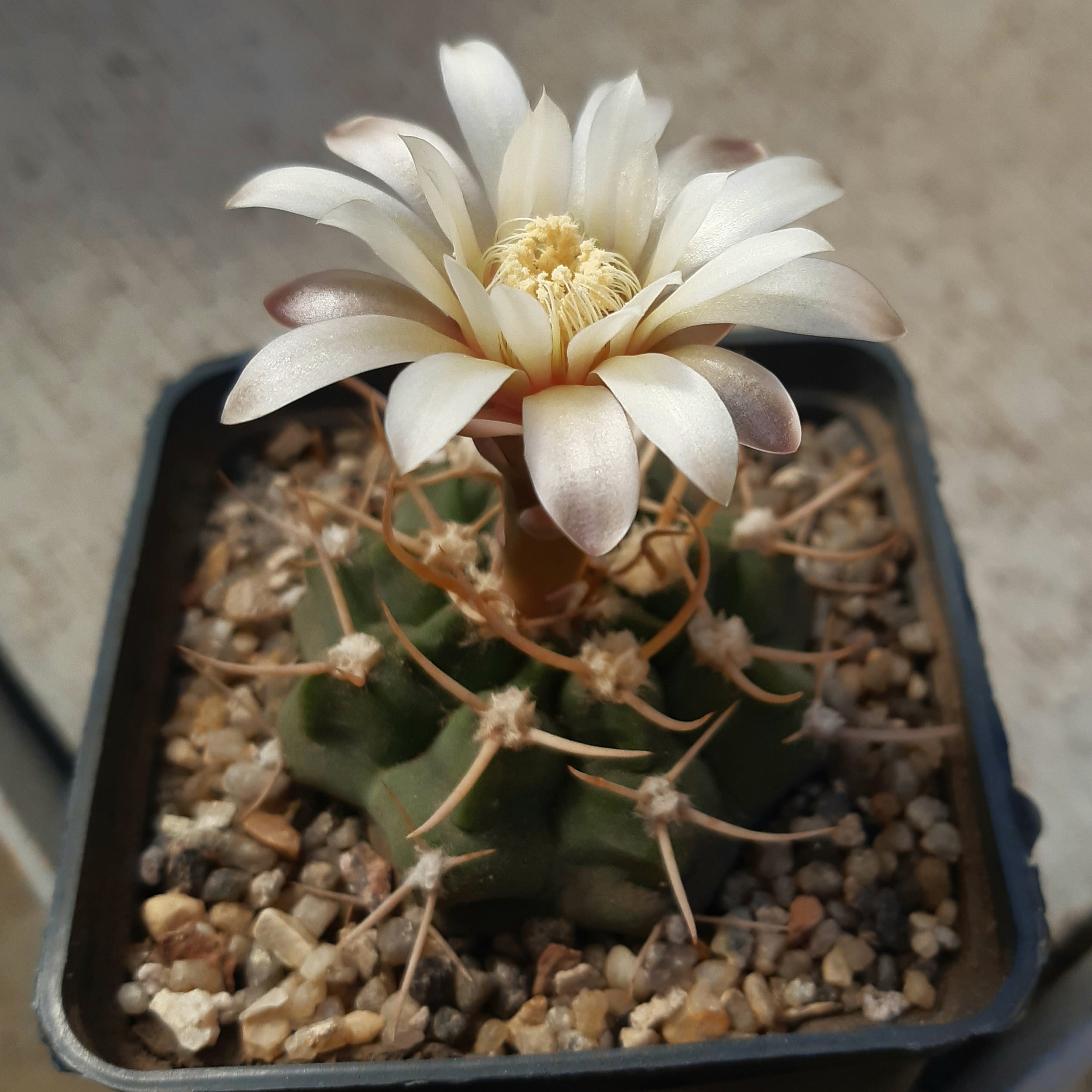 Gymnocalycium knolli