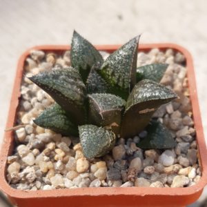 Haworthia splendens hybrid