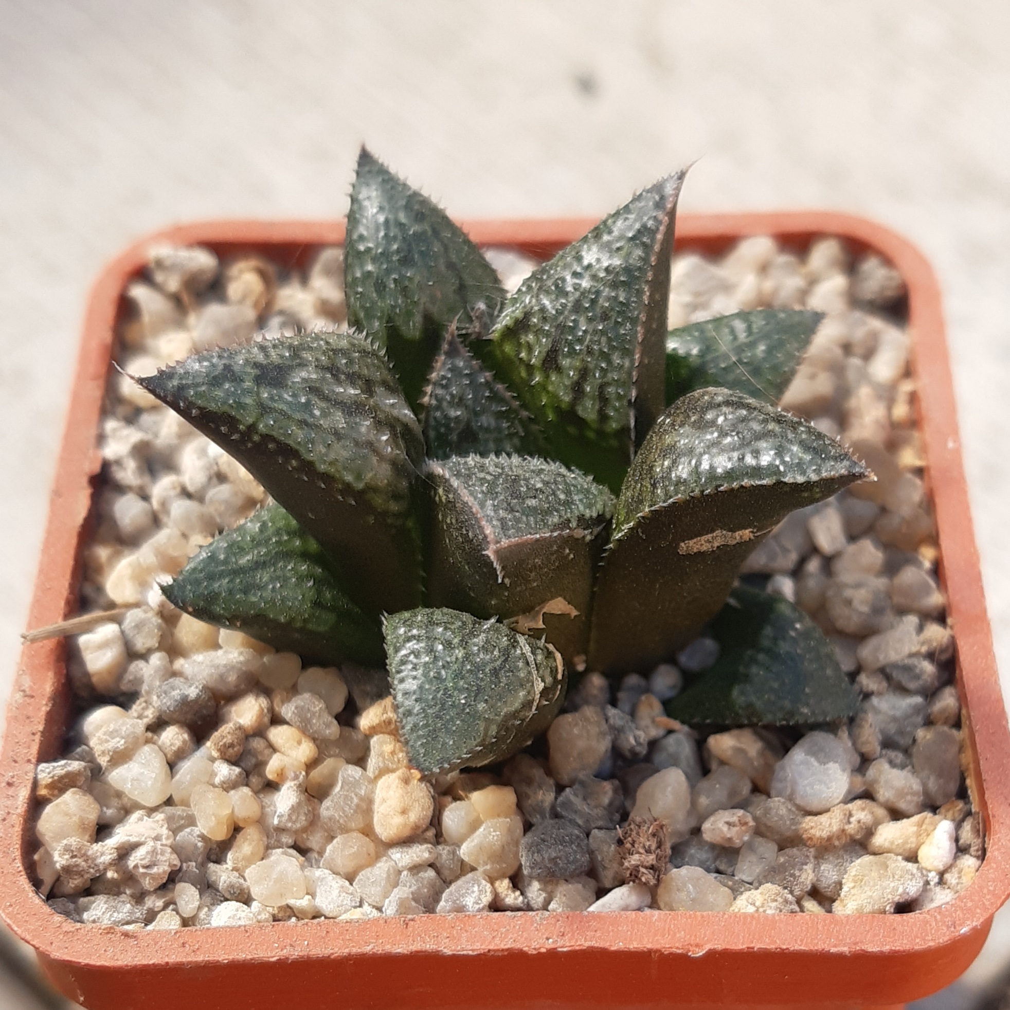 Haworthia splendens hybrid