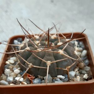Gymnocalycium riojense ssp.triacanthum