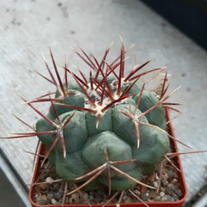 Thelocactus hexaedrophorus 'fossulatus'