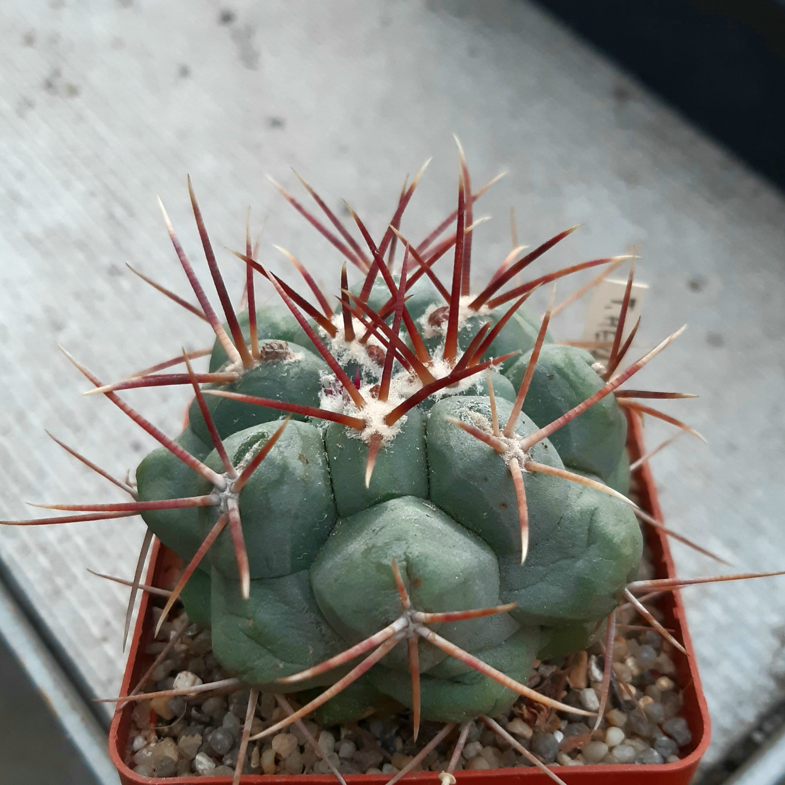 Thelocactus hexaedrophorus 'fossulatus'