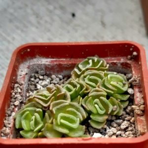 Crassula susannae SB1065 Riethuis