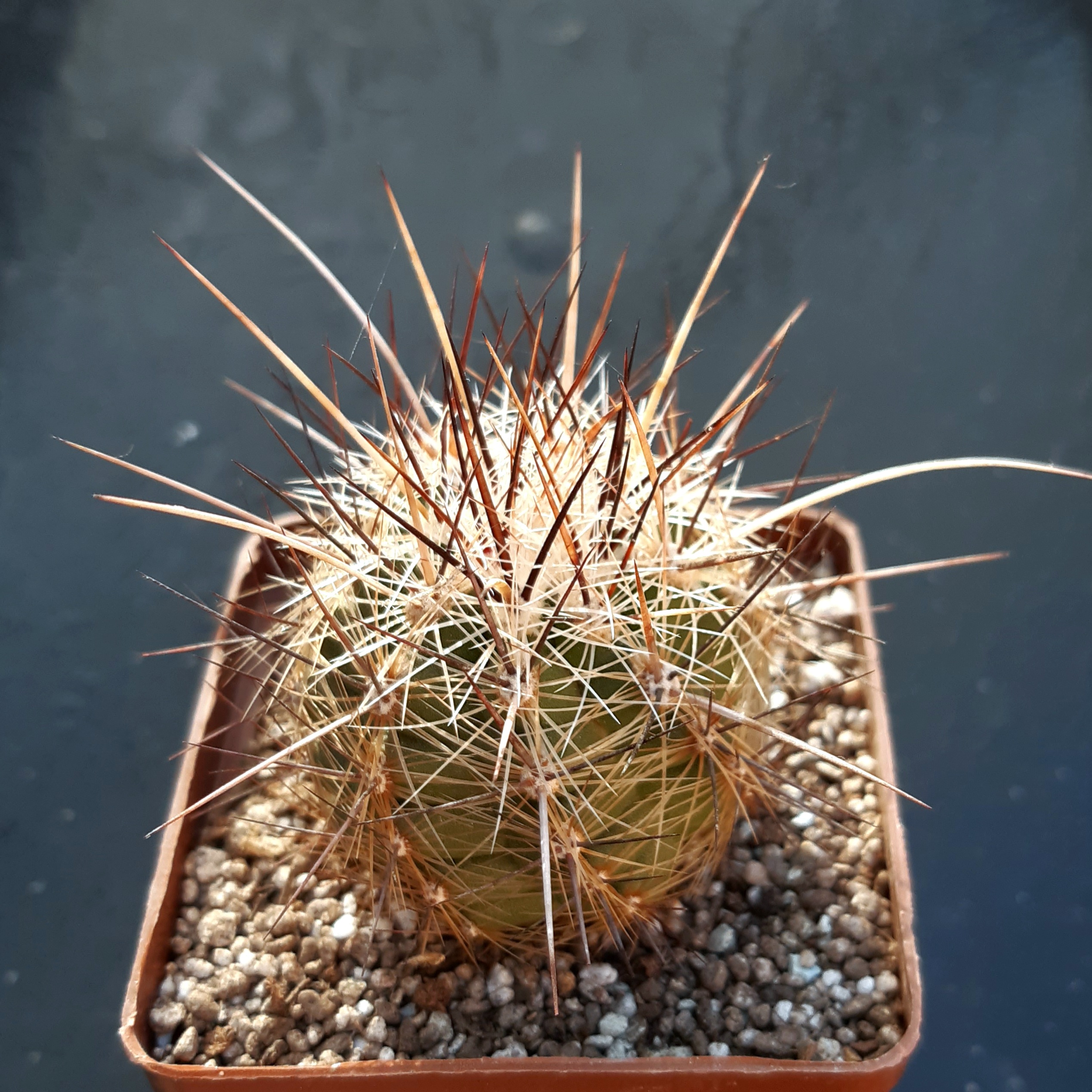 Thelocactus lausserii Sierra De La Ovejas, Coah