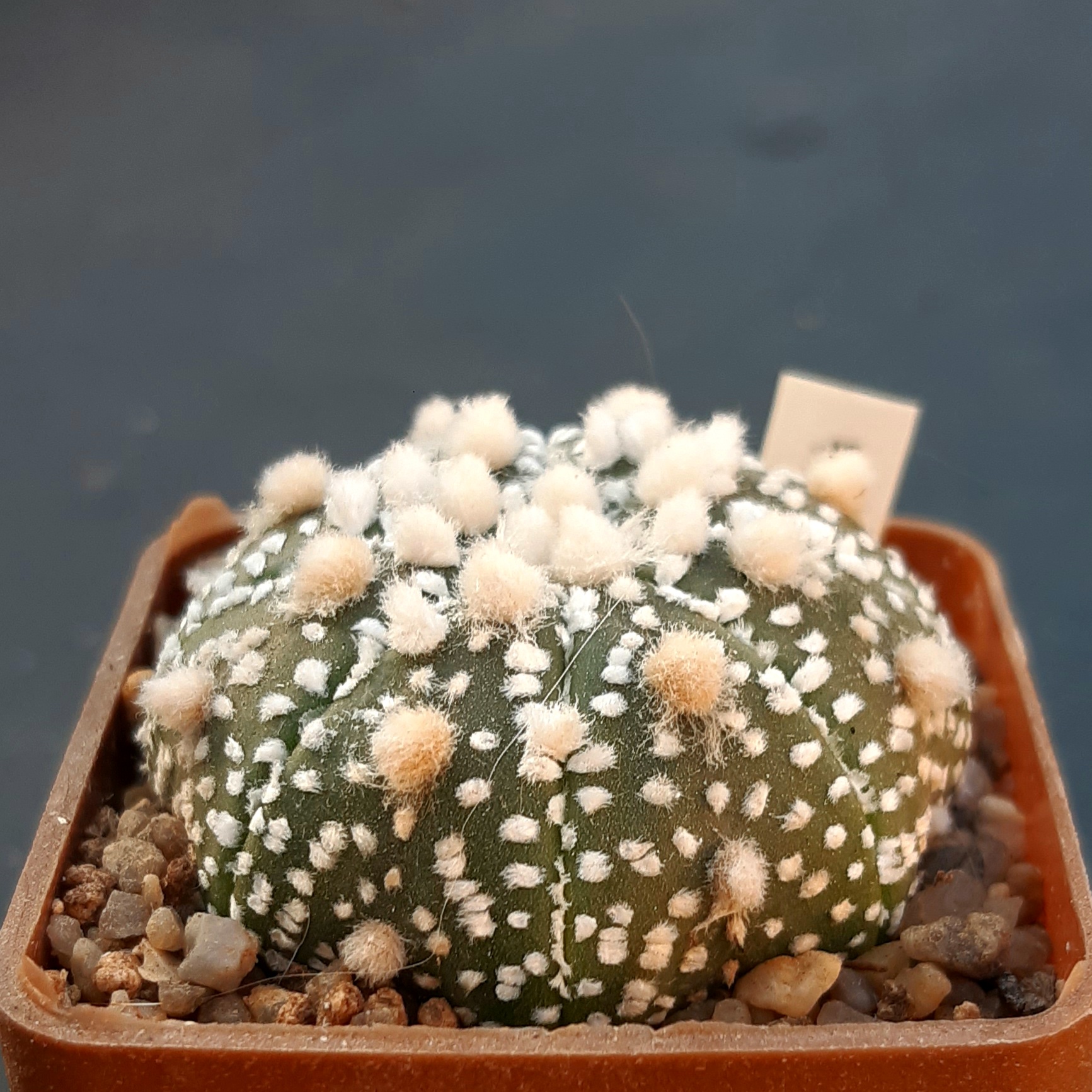Astrophytum asterias 'Hanazono'