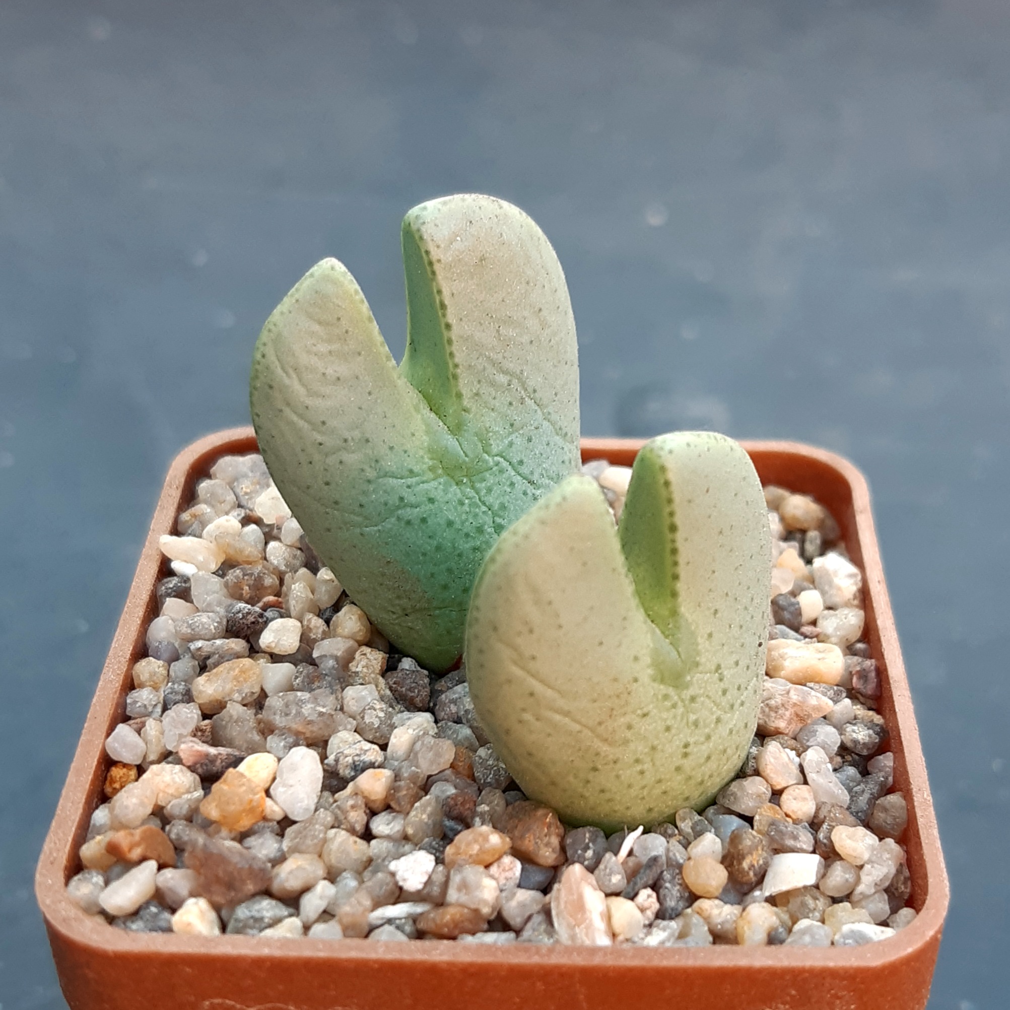 Conophytum bilobum ssp.altum