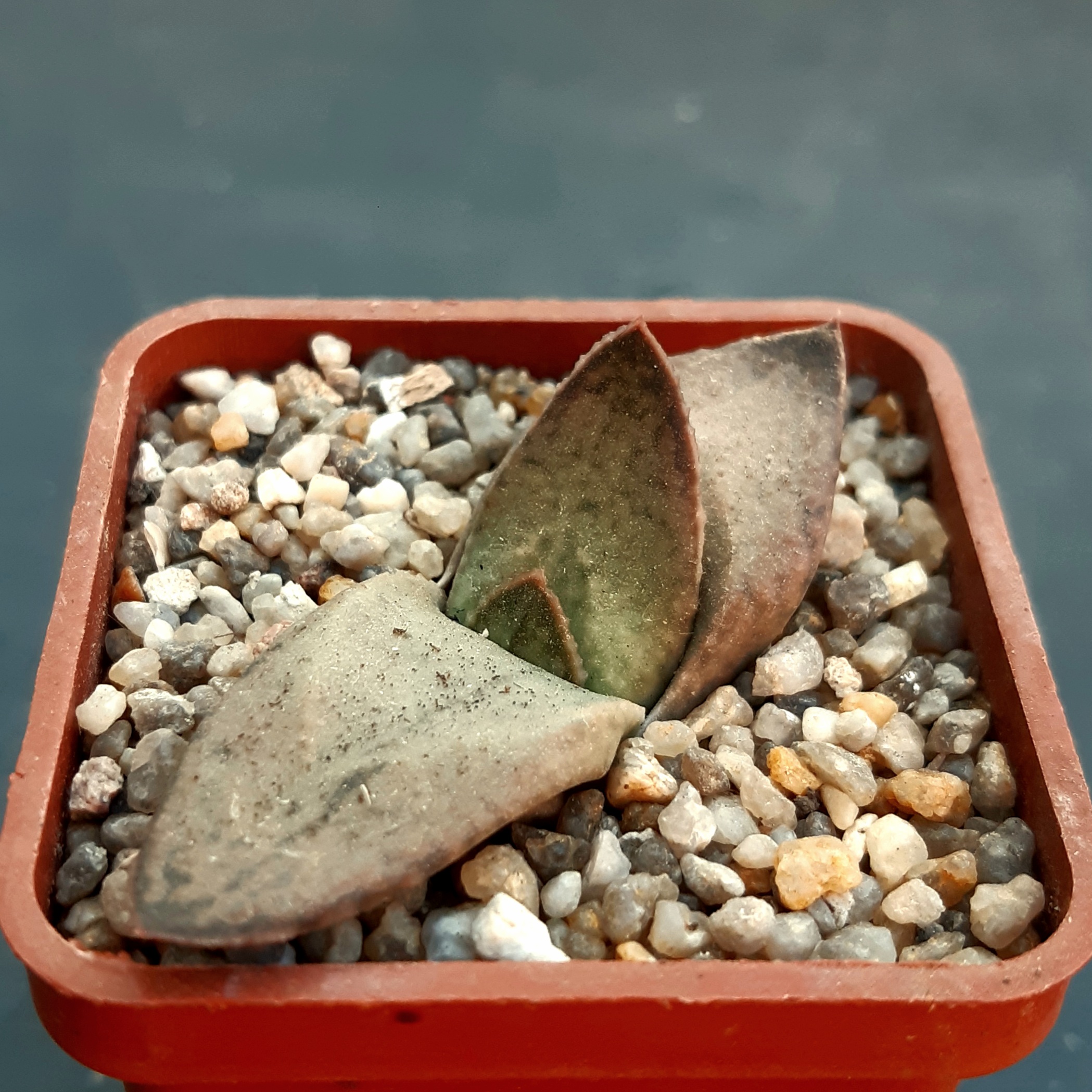 Gastrolea (G.pilansii var. x A.'Star Fire' var.)