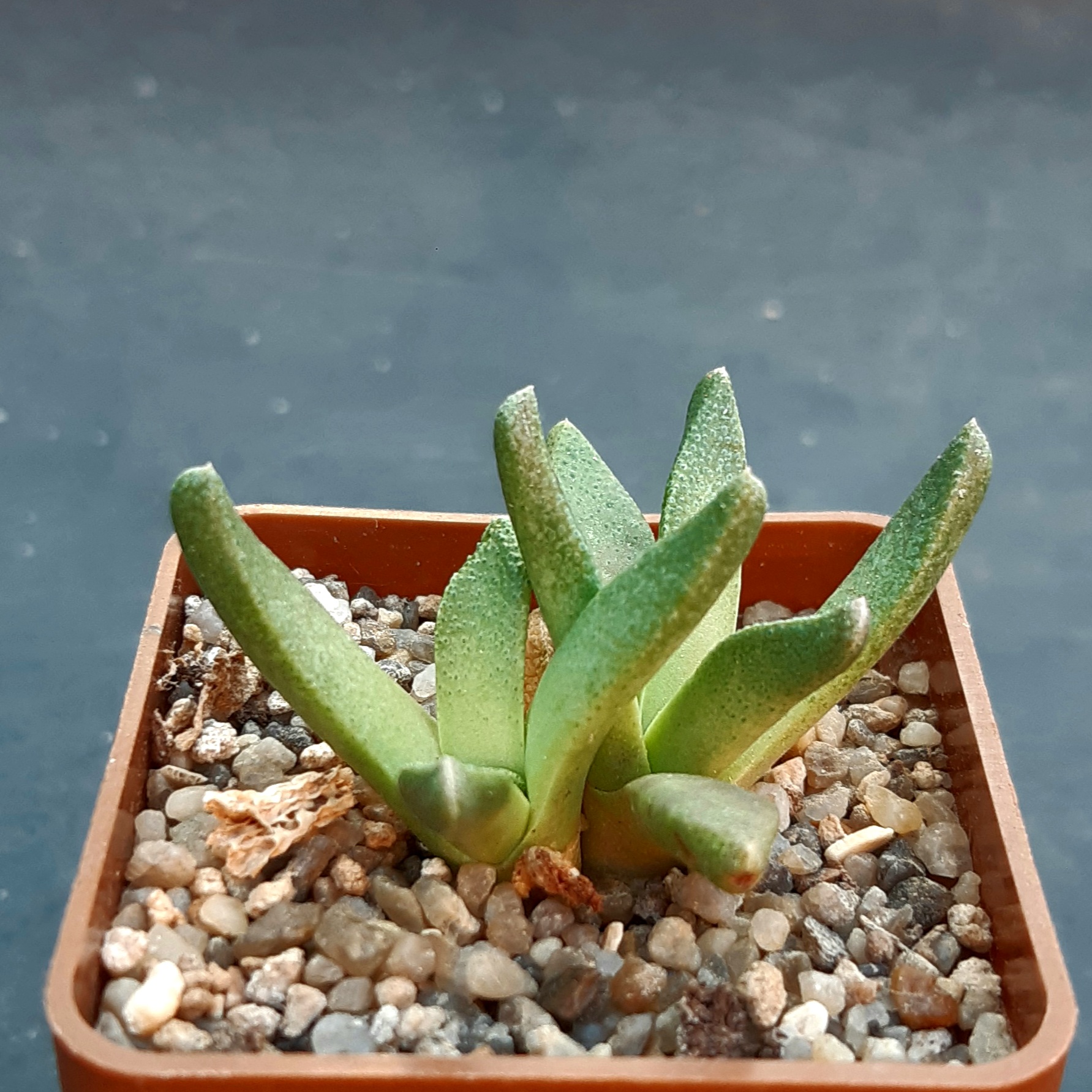 Nananthus spec., Krankuil, Kimberley