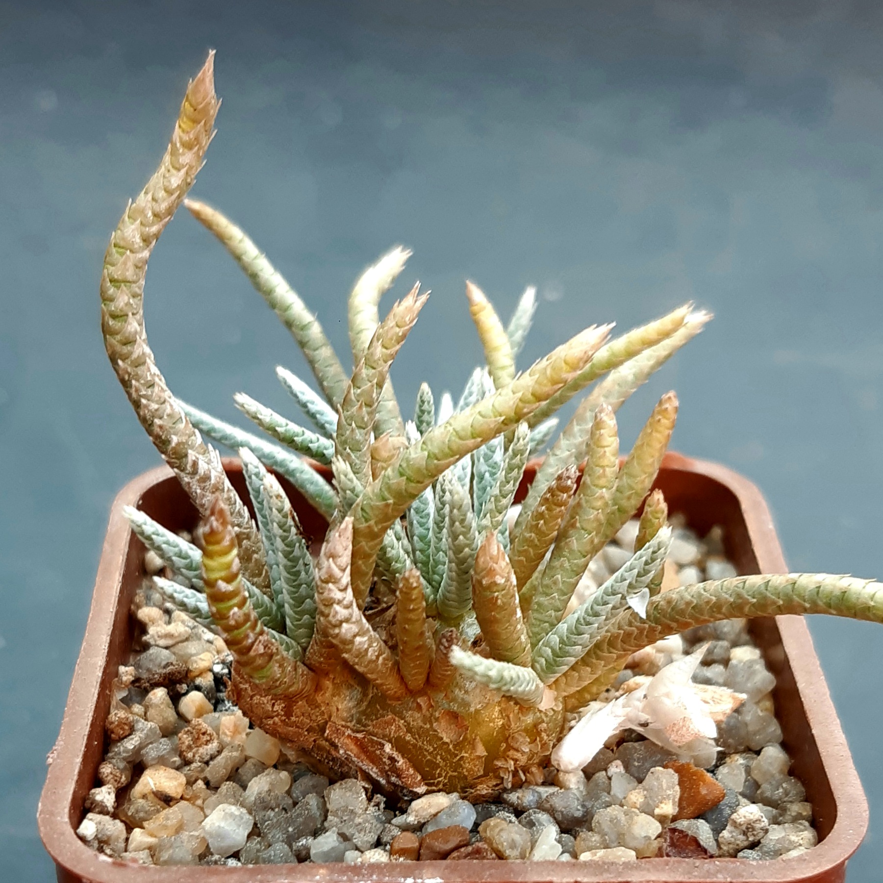 Avonia quinaria'alstonii'