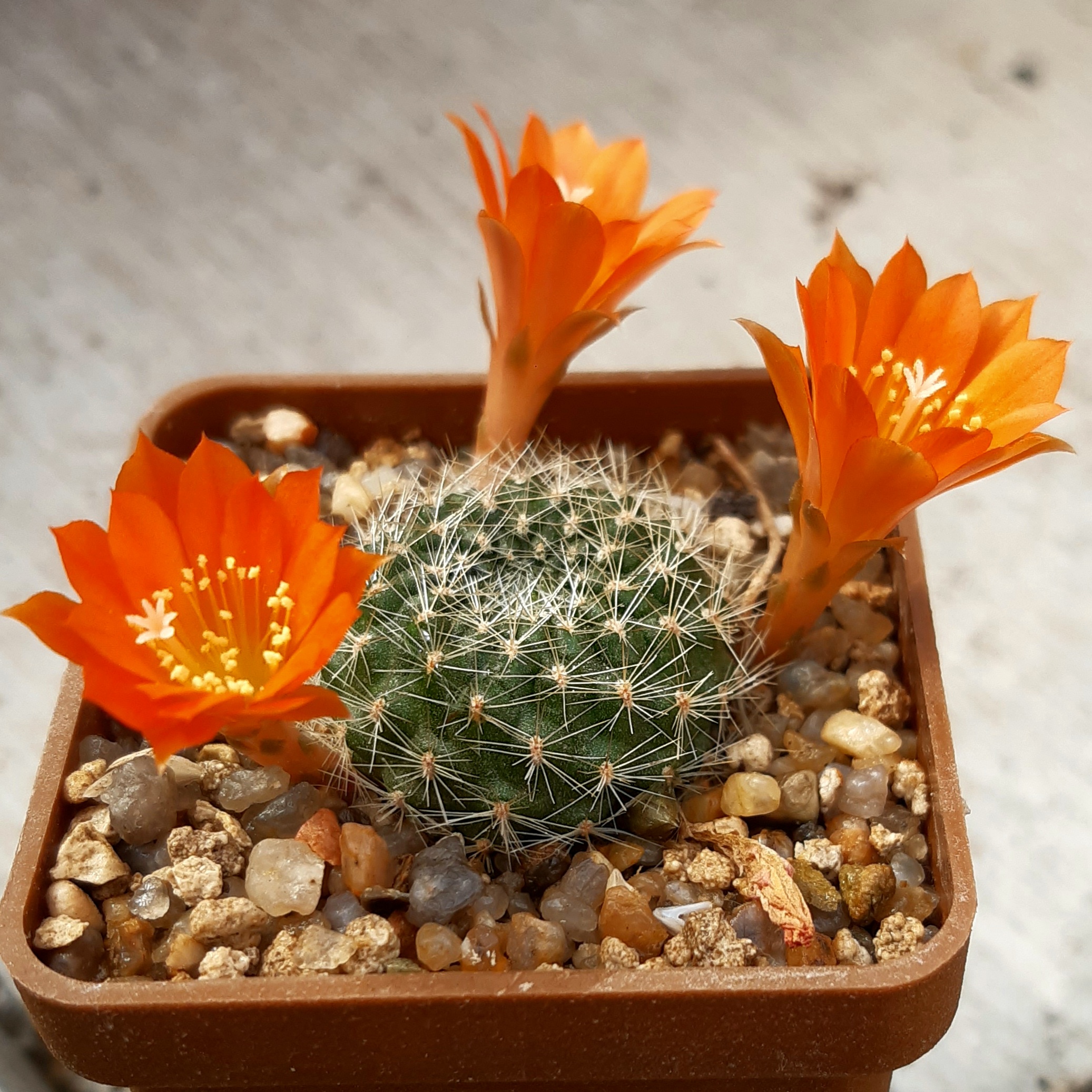 Rebutia senilis 'iseliana'