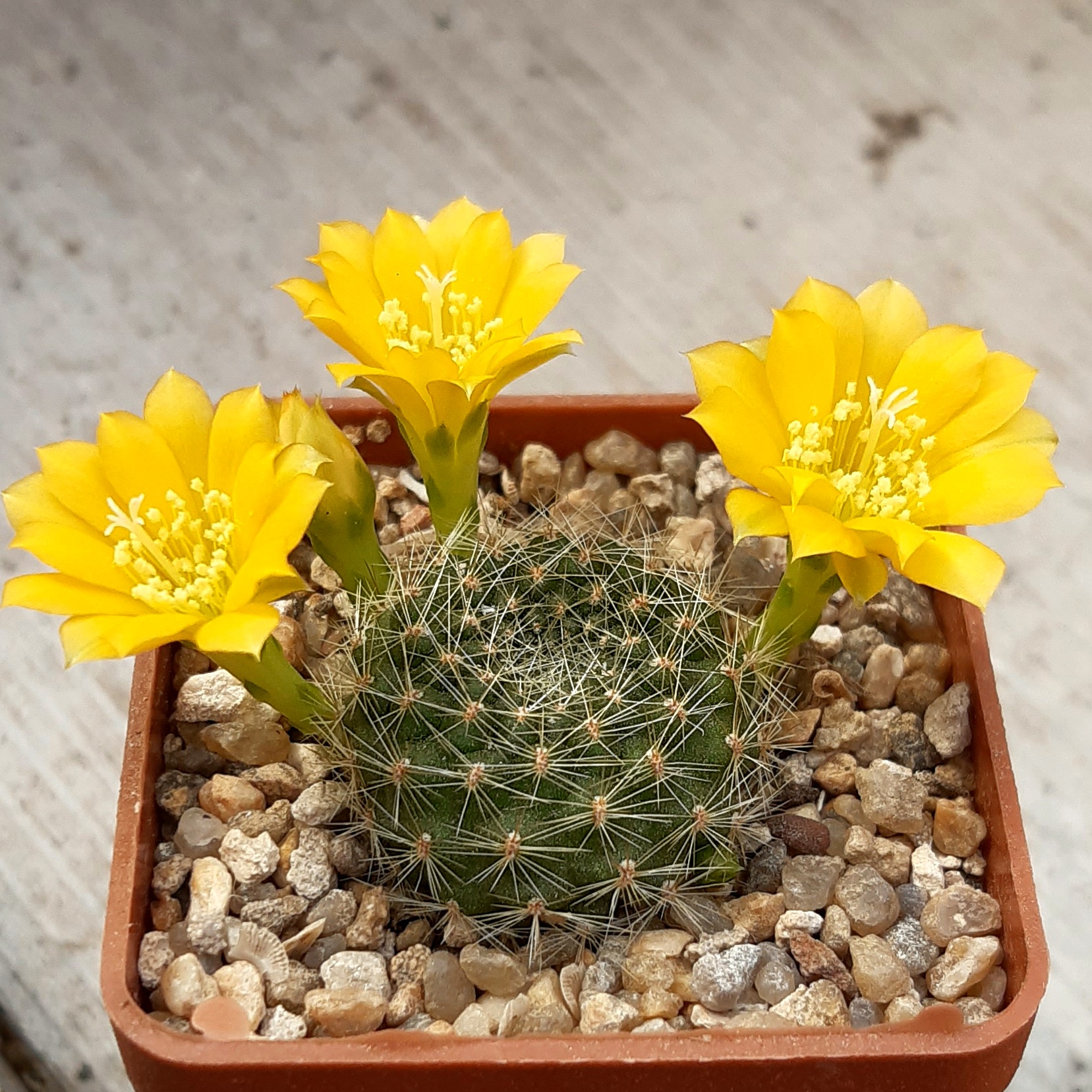 Rebutia senilis 'iseliana'