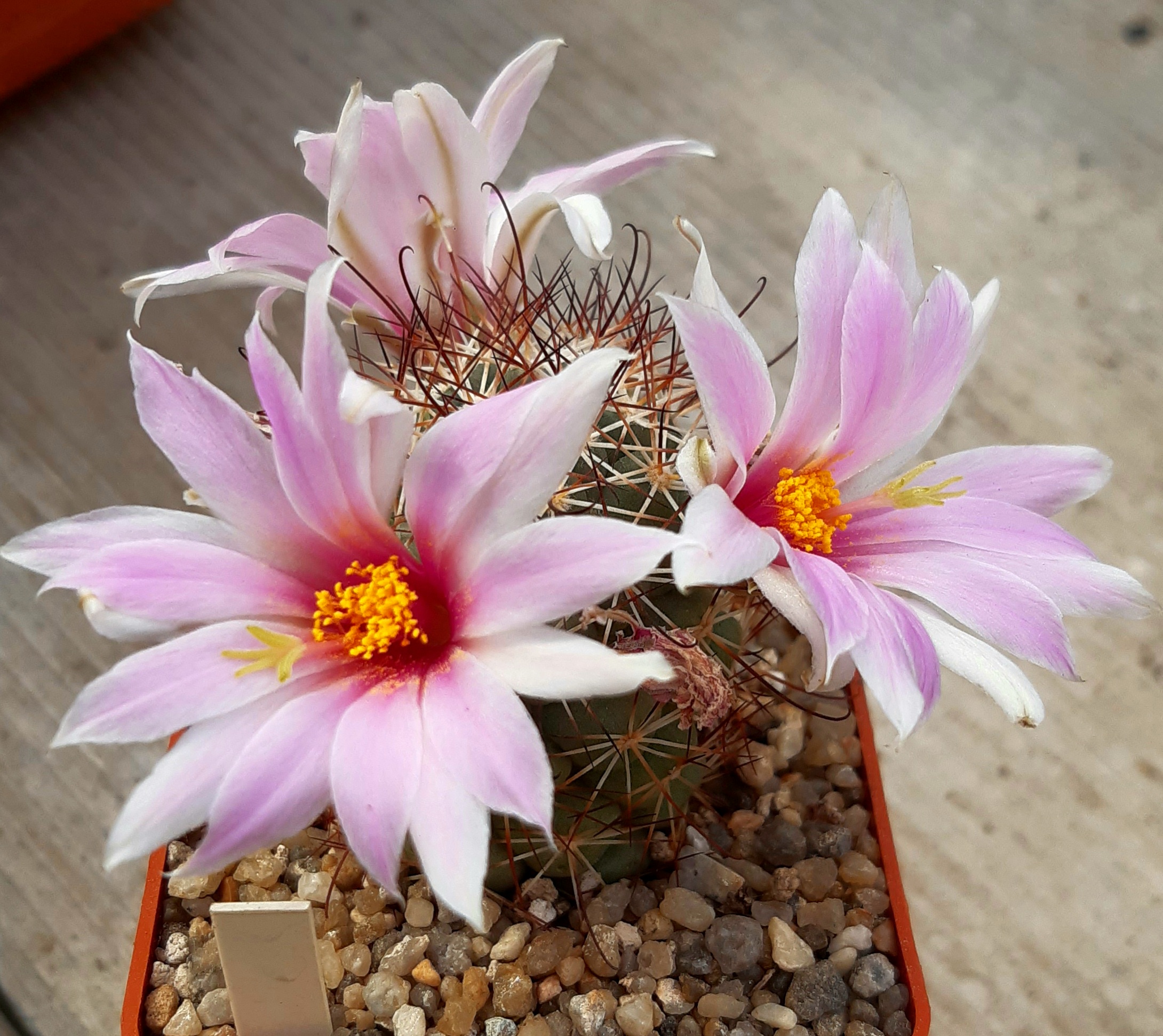Bartschella schumannii