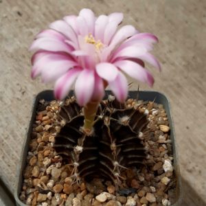 Gymnocalycium friedrichii