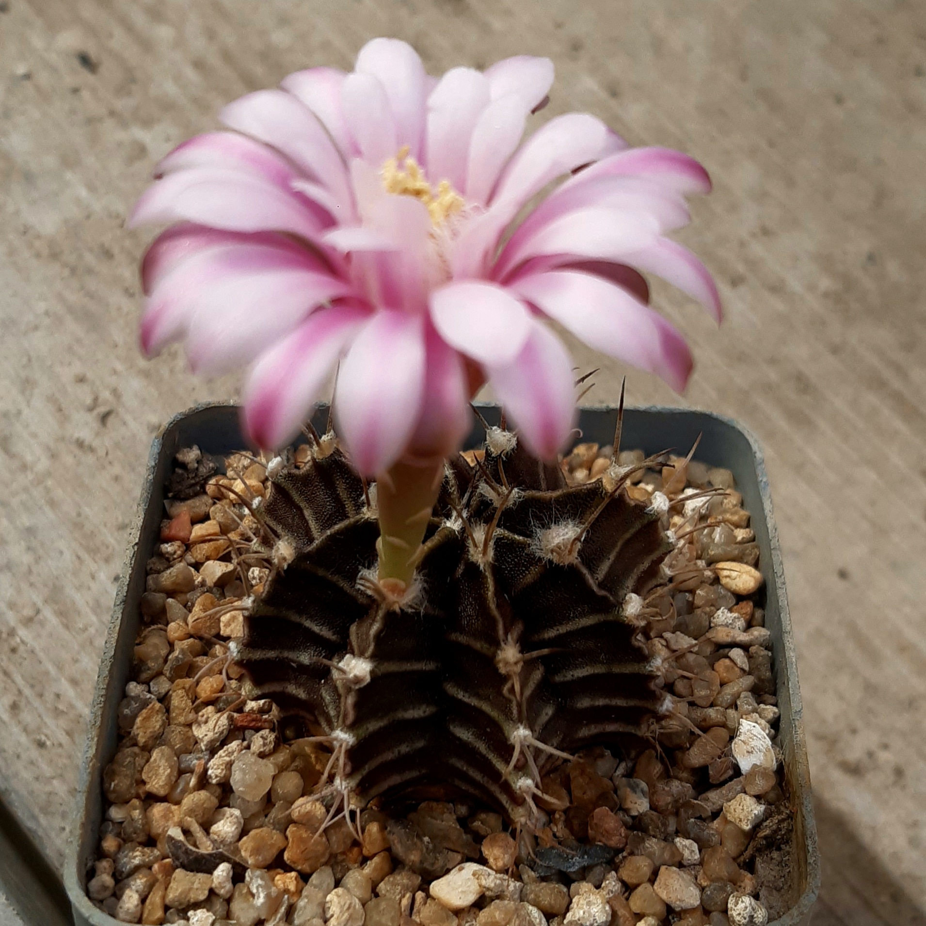 Gymnocalycium friedrichii