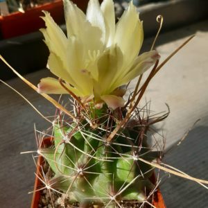 Hamatocactus hamatacanthus