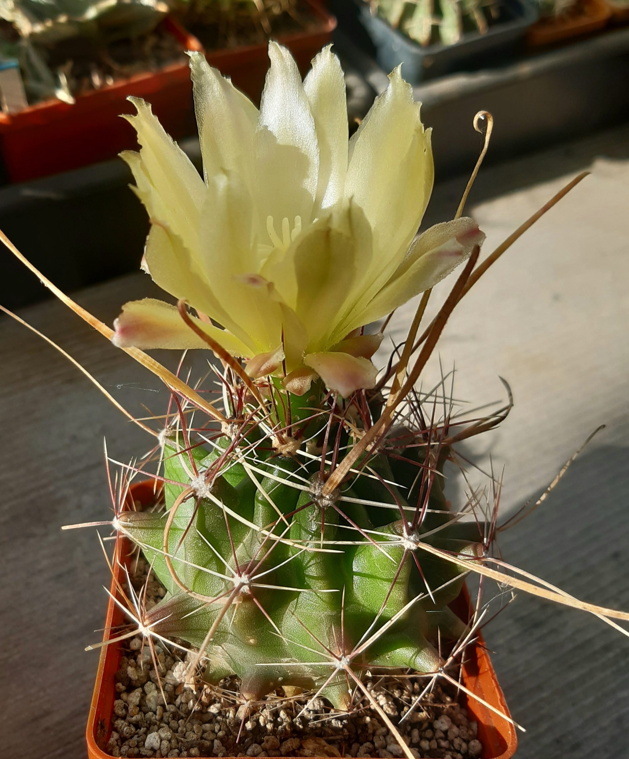 Hamatocactus hamatacanthus