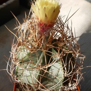 Astrophytum senile 'aureum'