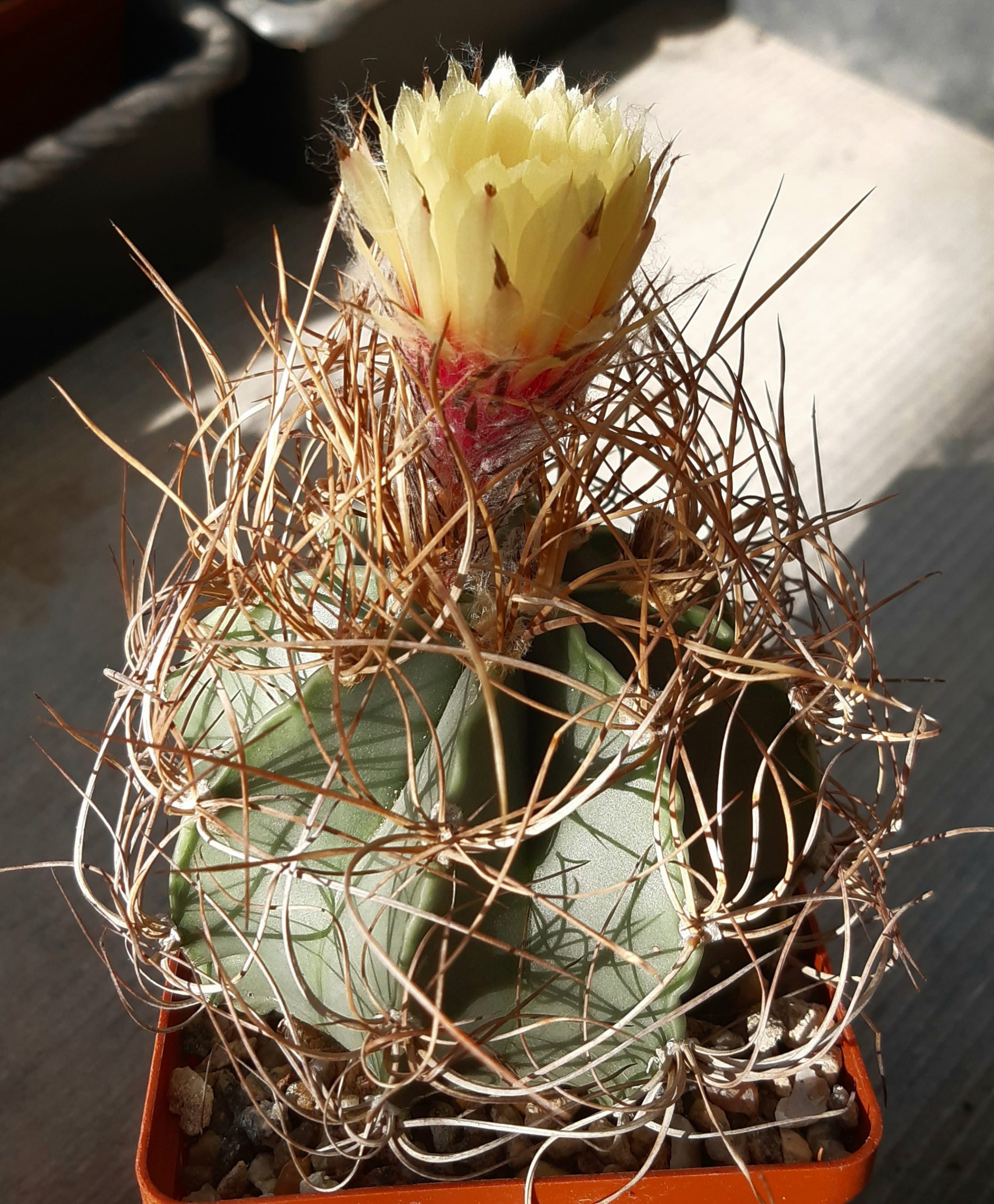 Astrophytum senile 'aureum'