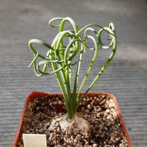 Albuca spiralis