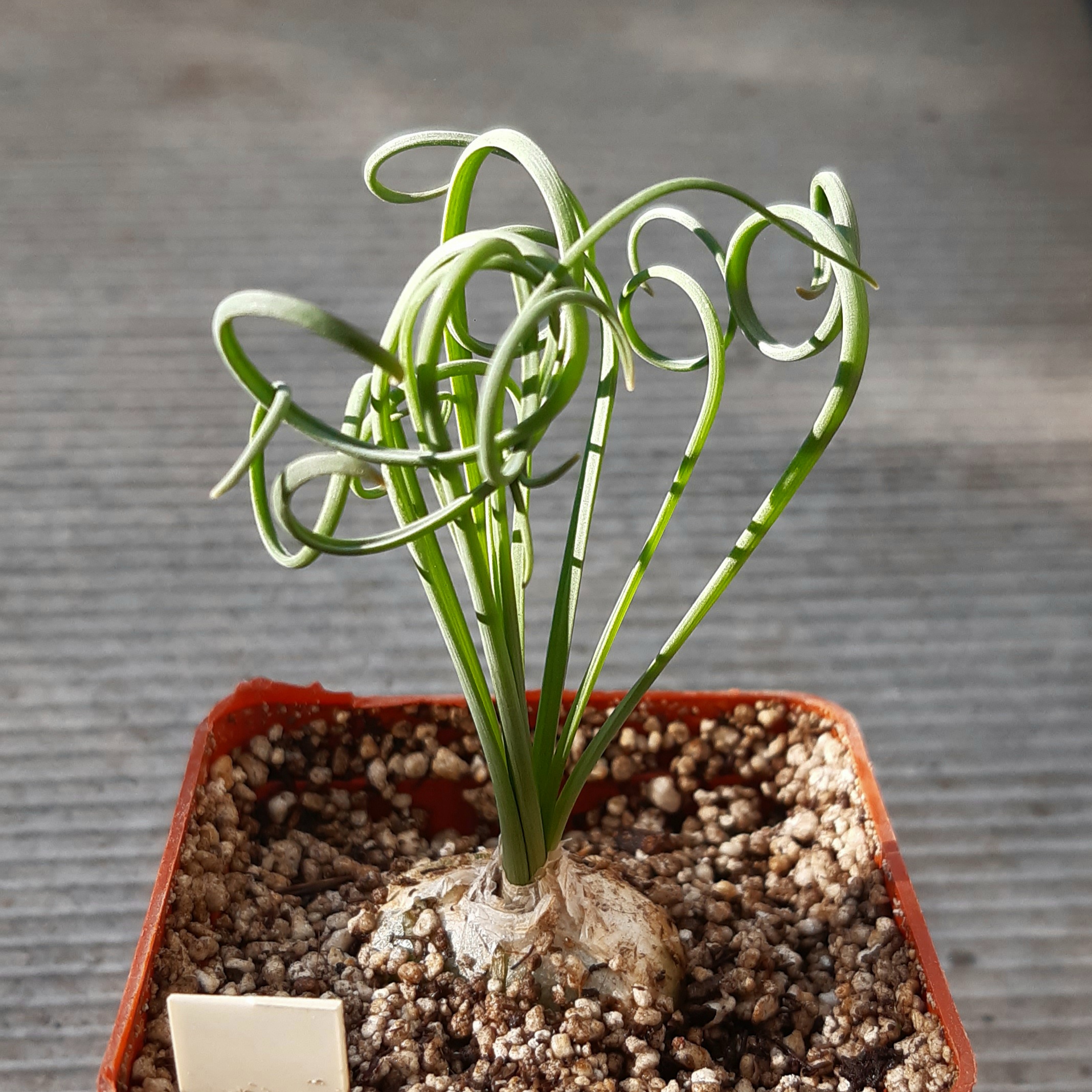 Albuca spiralis