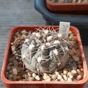 Gymnocalycium taningaense STO90-398