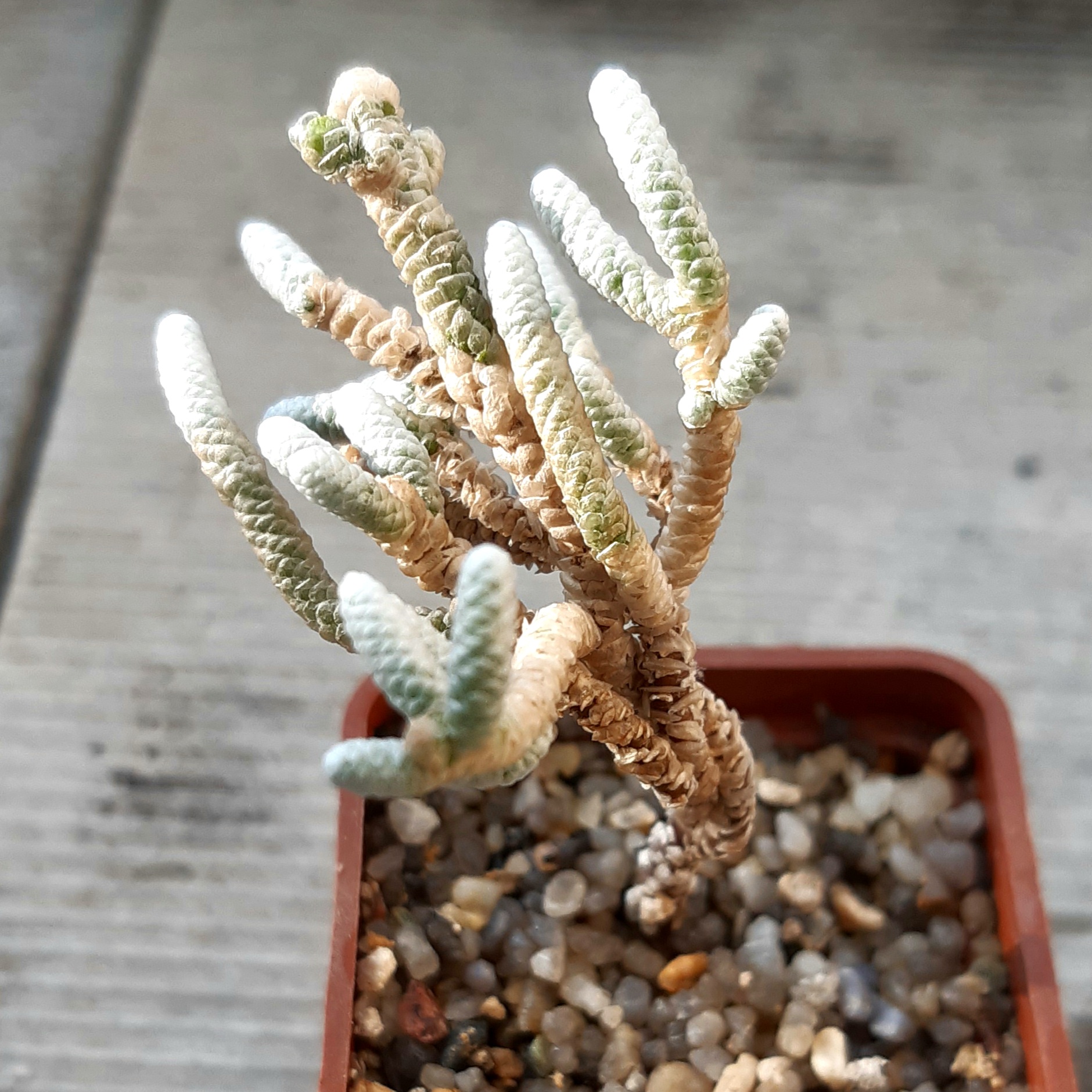 Avonia albissima