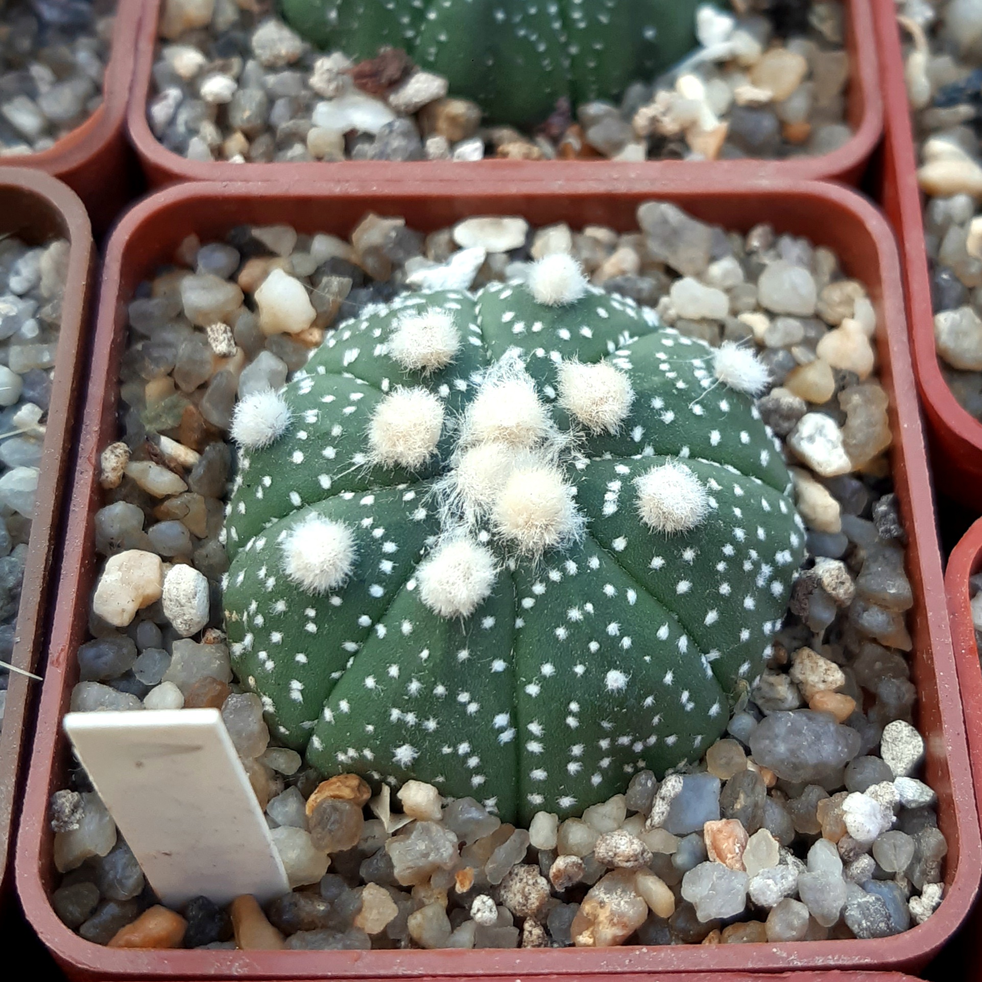 Astrophytum asterias 'Ooibo'