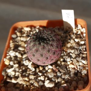 Sulcorebutia rauschii violascidermis