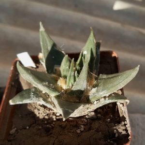 Ariocarpus trigonus 'elongatus' KMR44A
