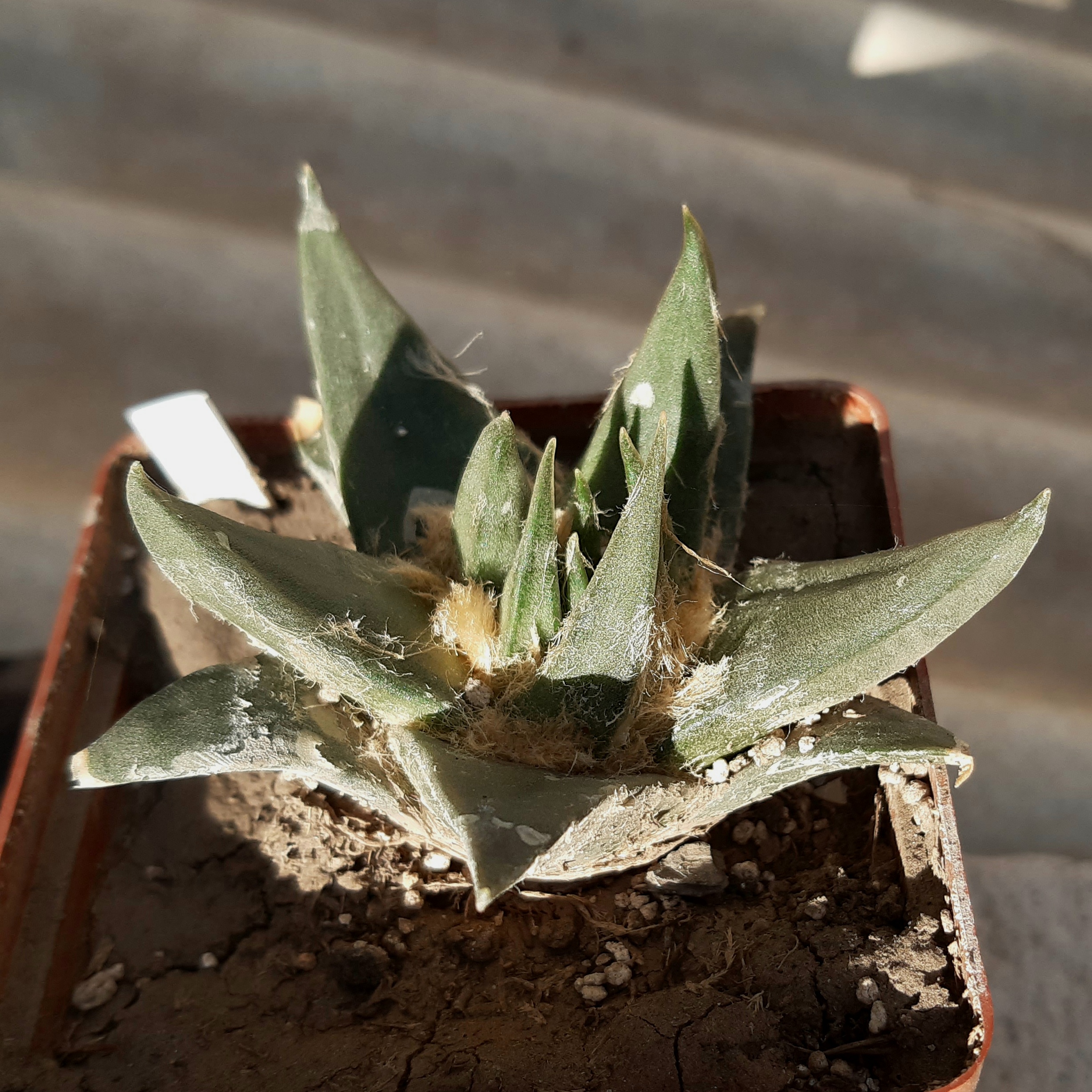 Ariocarpus trigonus 'elongatus' KMR44A