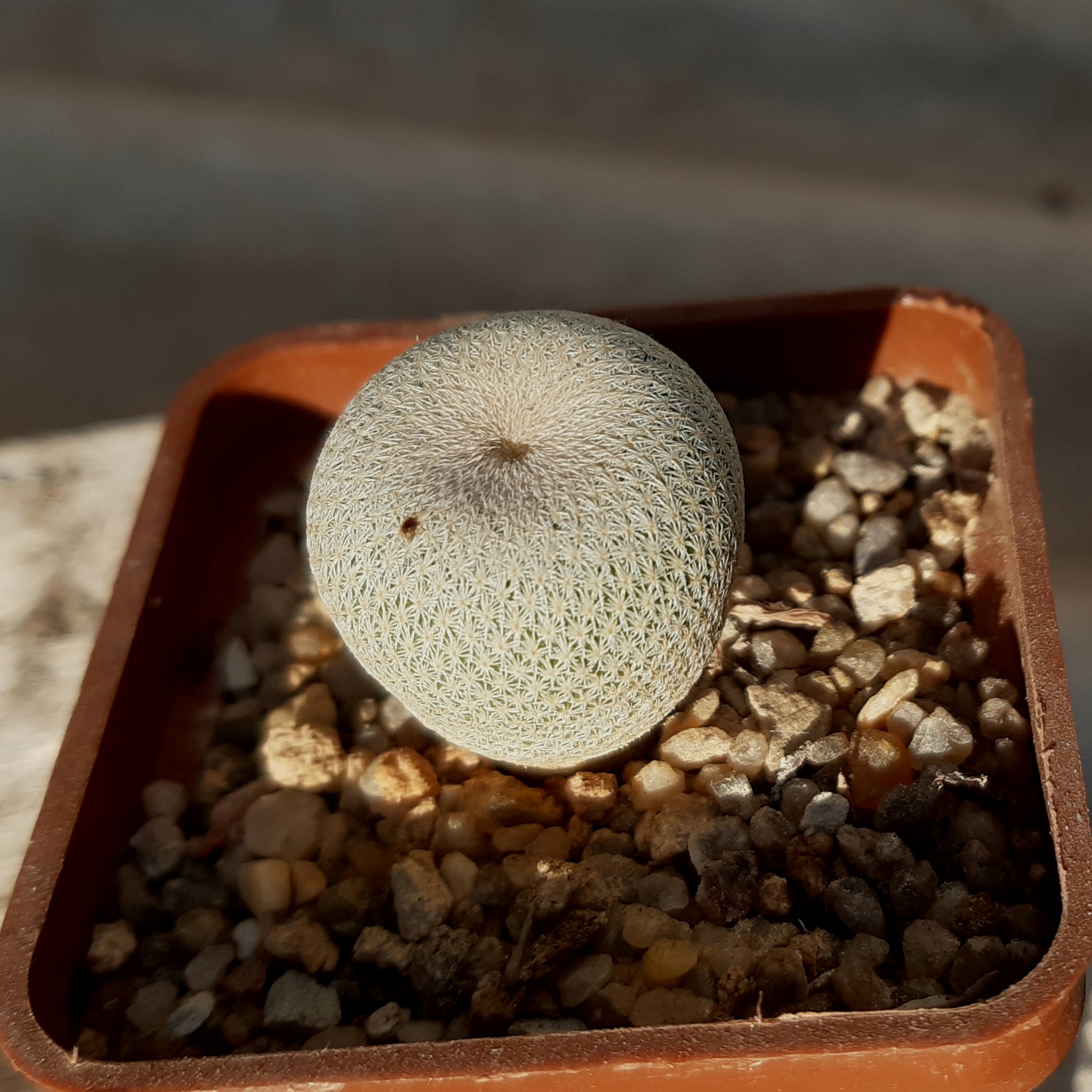Epitelantha bokei MG