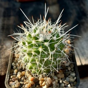 Mammillaria karwinskiana 'nejapensis'