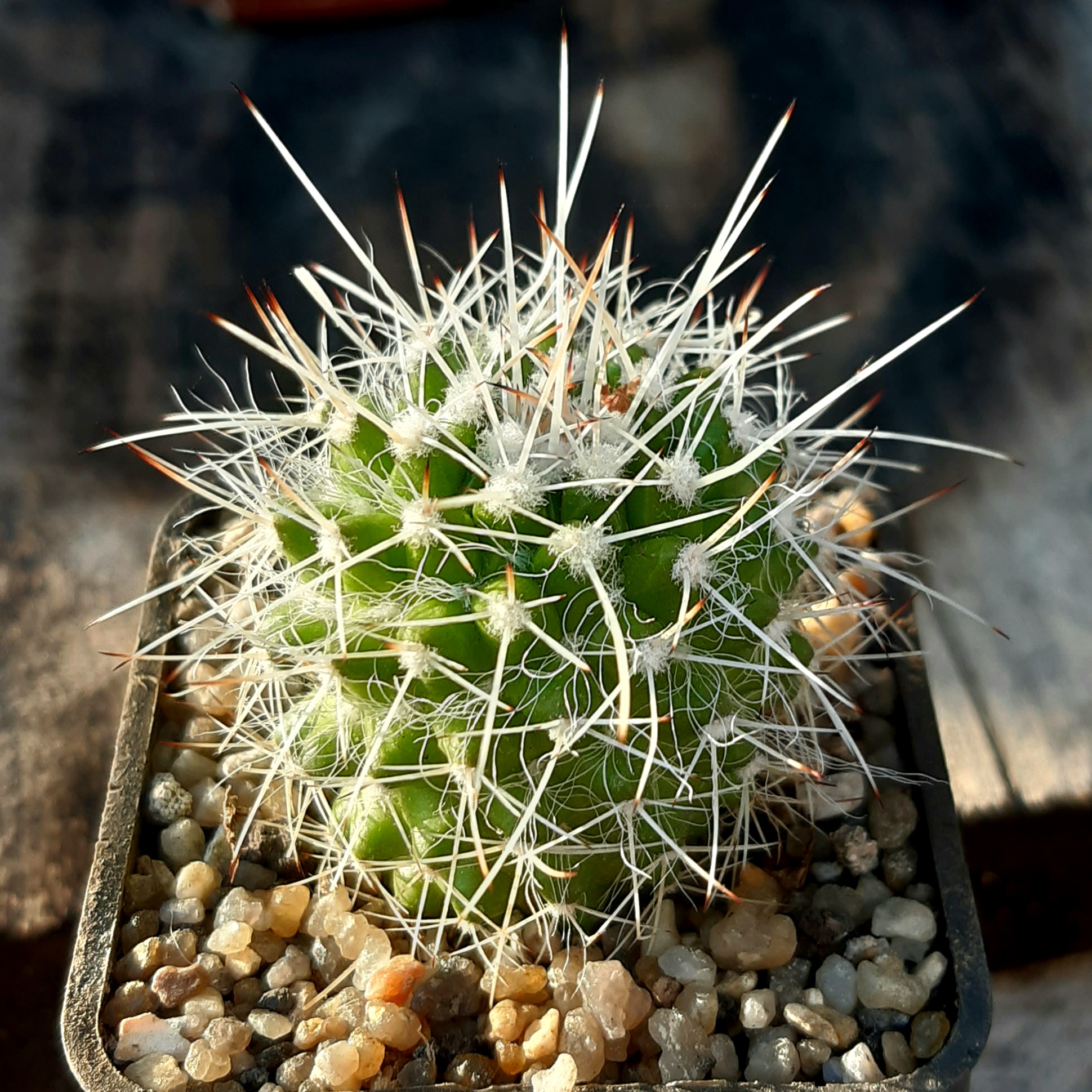 Mammillaria karwinskiana 'nejapensis'