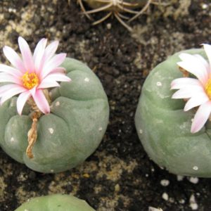 Lophophora fricii MK27.82 насіння