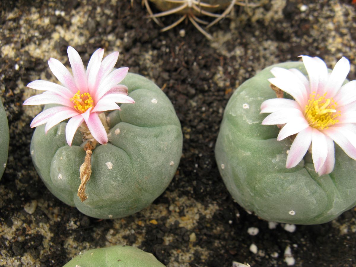 Lophophora fricii MK27.82 насіння