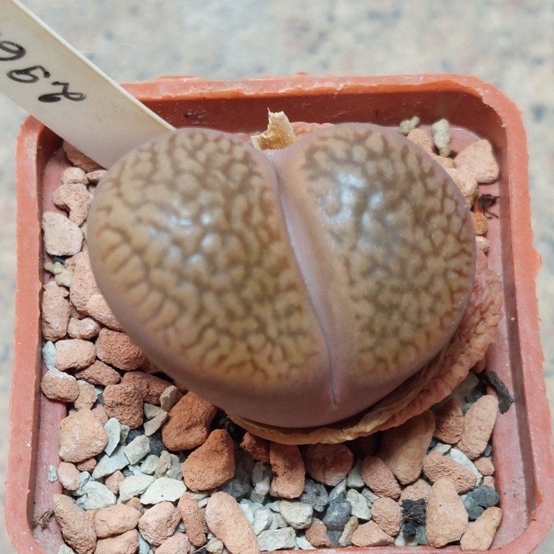 2965 Lithops hookeri v. marginata C89 вік 7 років
