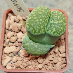 3040 Lithops julii ssp. fulleri 'Fullergreen'  вік 6 років