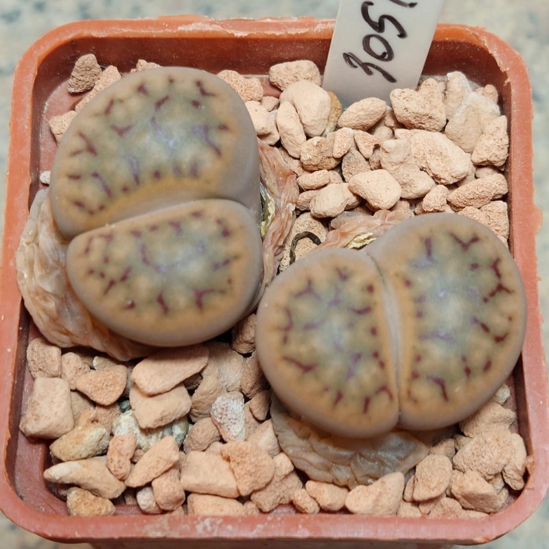3051 Lithops schwantesii C80 весь горщик , вік 7 років