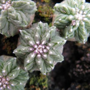 Aztekium ritteri