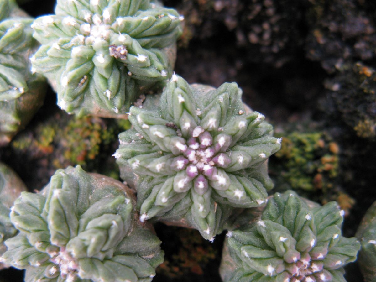 Aztekium ritteri