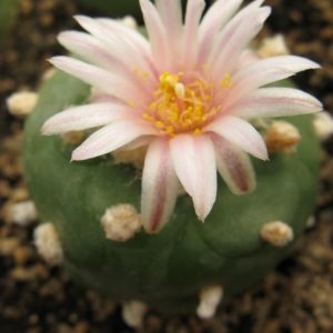 Lophophora viridiscens KKR285 La Morita насіння