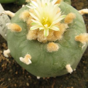 Lophophora fricii v abiflora RS404 насіння